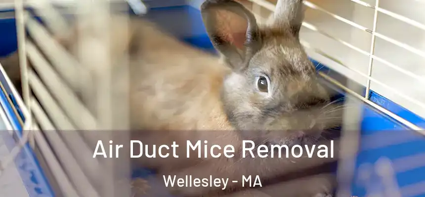 Air Duct Mice Removal Wellesley - MA